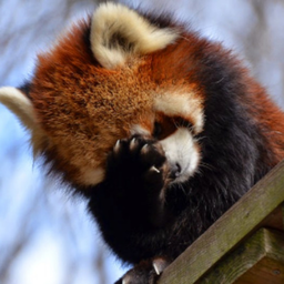 RedPanda42