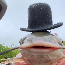 Top-Hat-Catfish